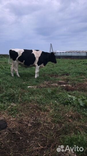 Телки стельные и коровы стельные, дойные
