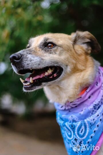 Собака в добрые руки отдам бесплатно