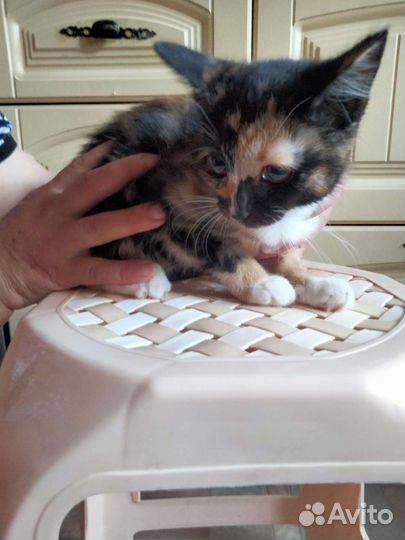 Котенок в дар бесплатно