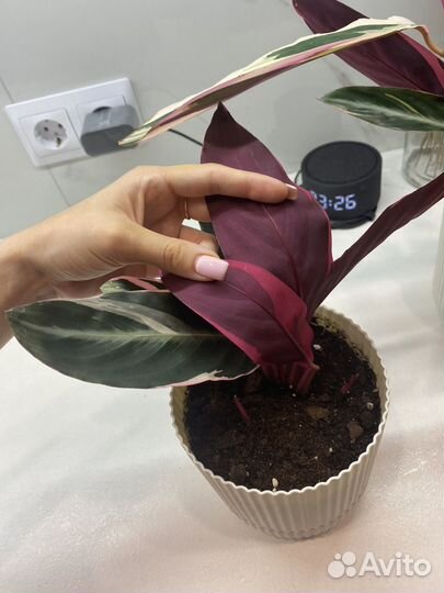 Строманта триколор