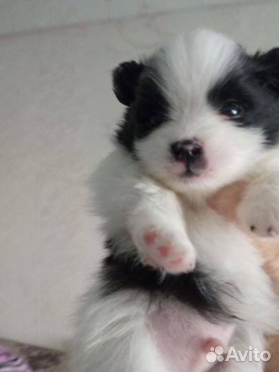 Собака шпиц