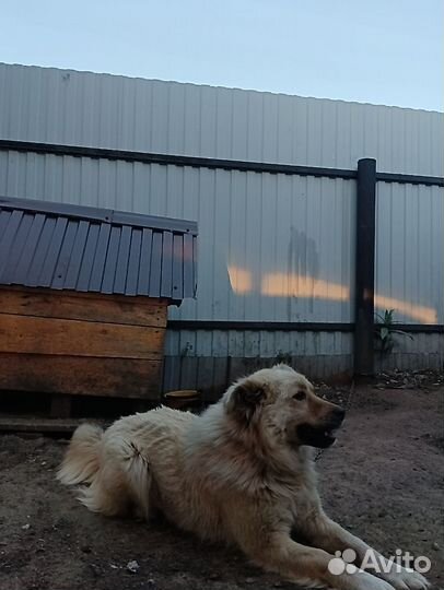 Собака в дар