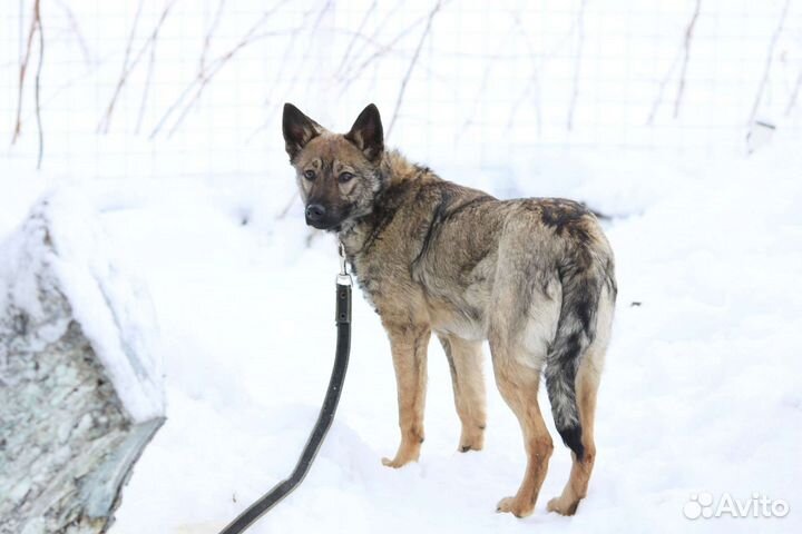 Собака Малыха ищет дом
