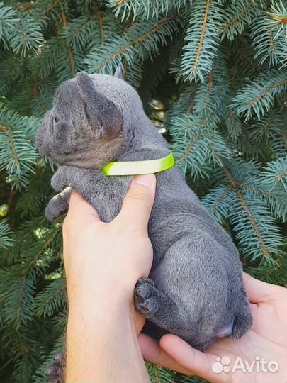 Французики