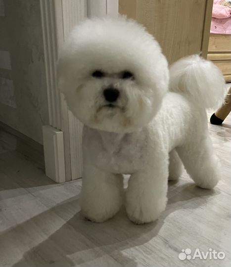 Кобель для вязки бишон фризе