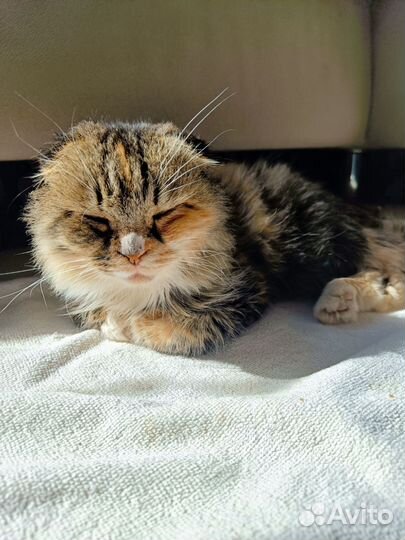 Кошка в дар