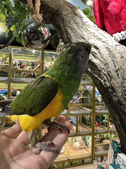 Сенегальский длиннокрылый попугай