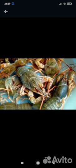 Живые раки, доставка бесплатно