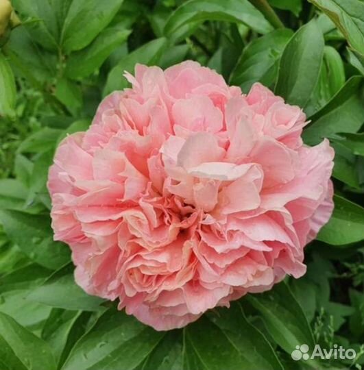 Пионы саженцы