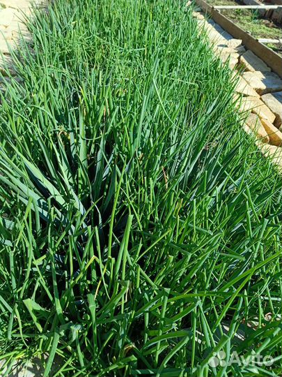 Лук живородящий