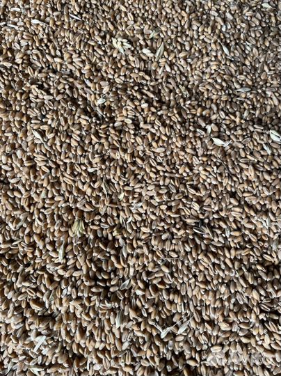 Пшеница овес