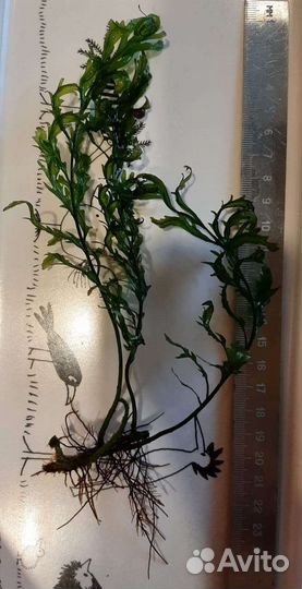 Аквариумные растения