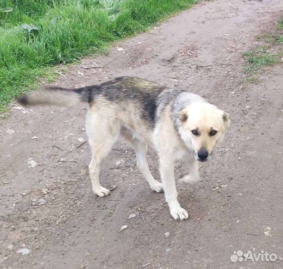 Преданный пёс