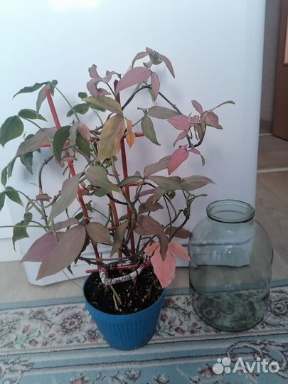 Сингониумы сортовые