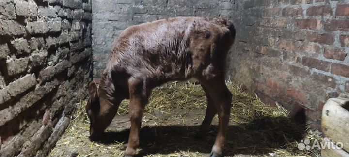 Продам теленка (телочка)