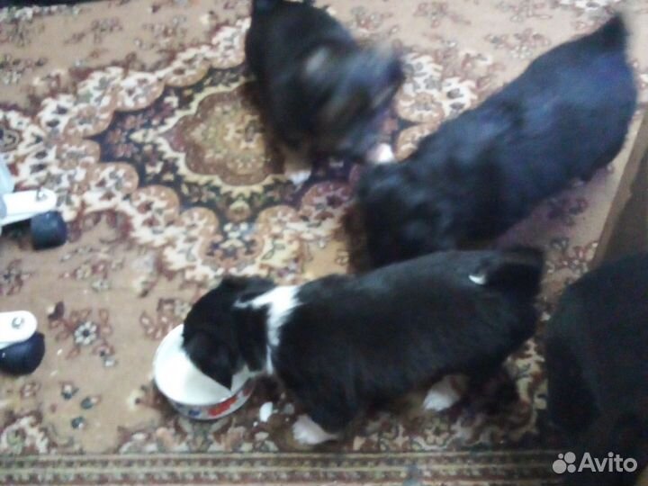 Щенки чихуахуа длинношерстные