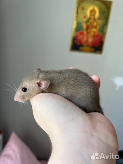 Декоративная крыса дамбо