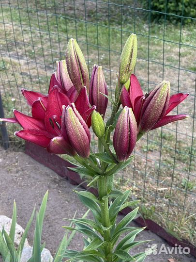 Цветы иноголетники, георгины