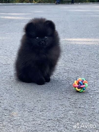 Померанский шпиц мини