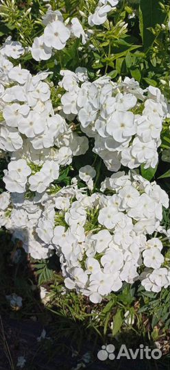 Флокс белый