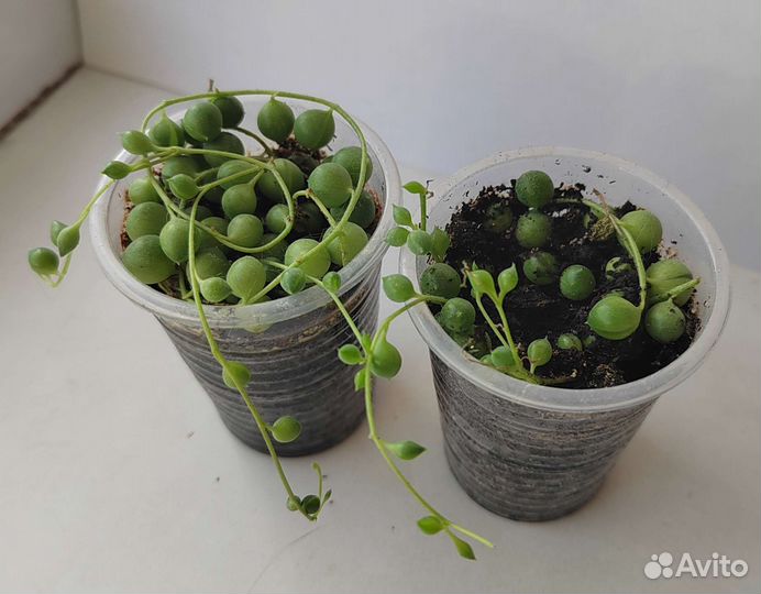 Много комнатных растений