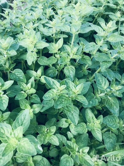 Салат,мелисса,шпинат