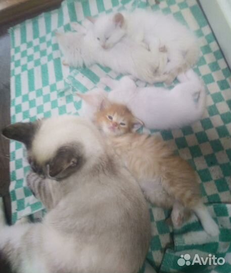 Котята в добрые и ответственные руки