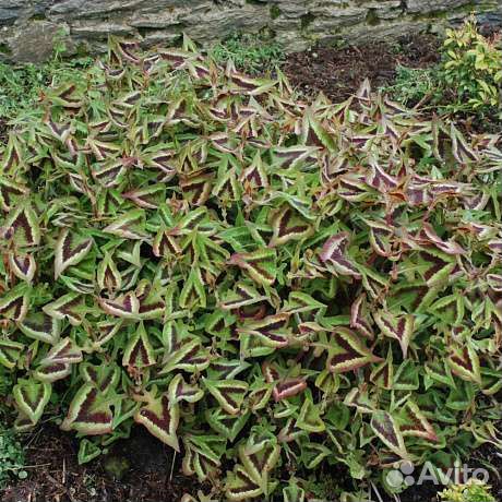 Горец мелкоголовый пепл фэнтези и почвопокровники