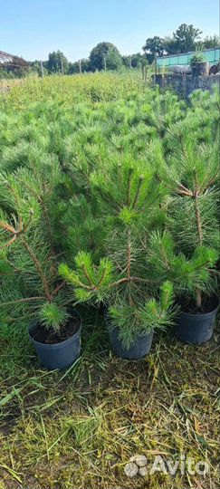 Саженцы сосны обыкновенной зкс