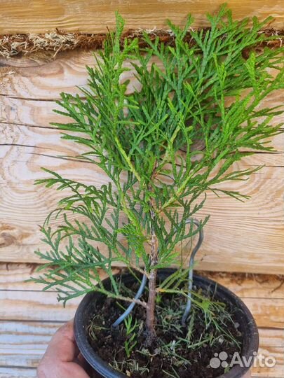 Туя западная смарагд