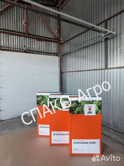 Семена сахарной свеклы