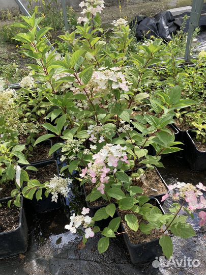 Саженцы метельчатой гортензии