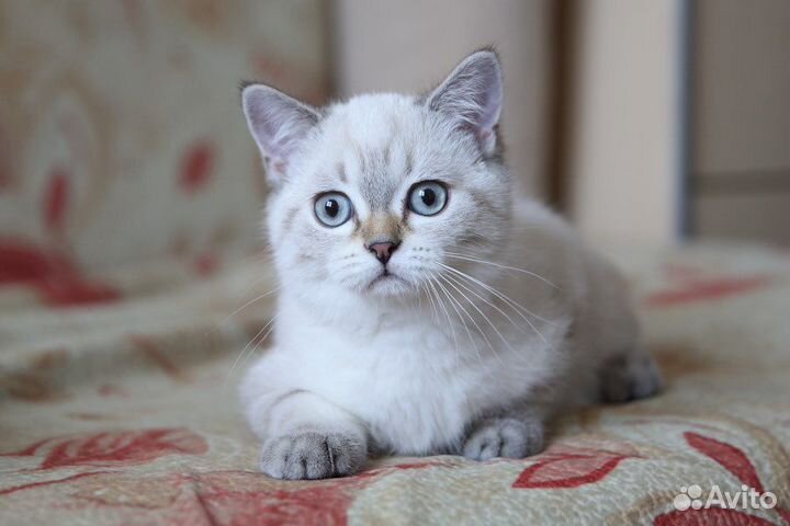 Котик