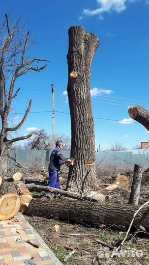 Сад благоустройство