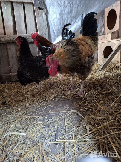 Куры петухи