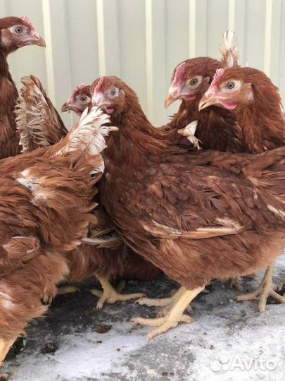 Несушки с доставкой на дом