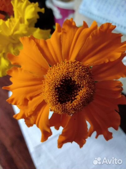 Бархатцы семена