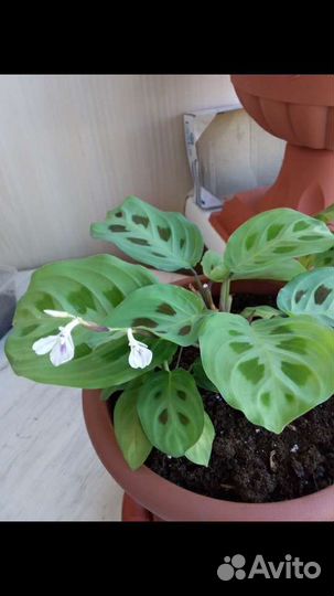 Комнатные цветы растения