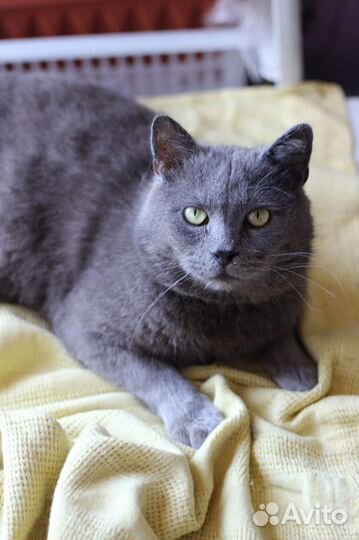 Кот в добрые руки