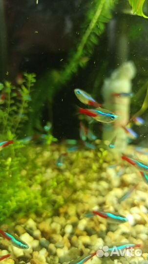 Неон голубой