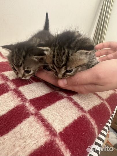 Котята в добрые руки 1 месяц