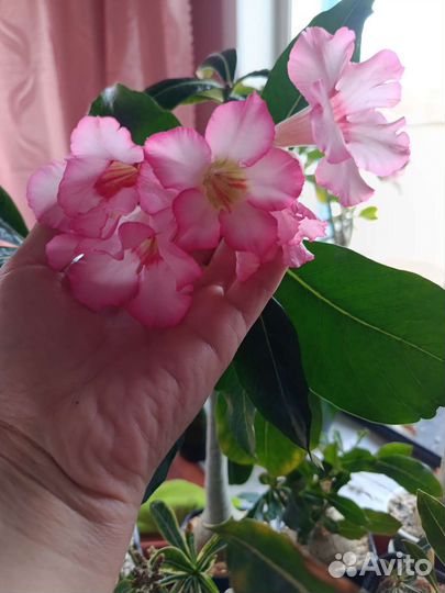Адениум взрослый