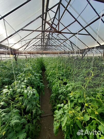 Теплица парники