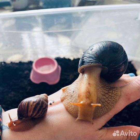 Улитки ахатины