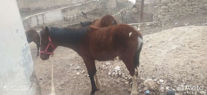 Лошади жеребята