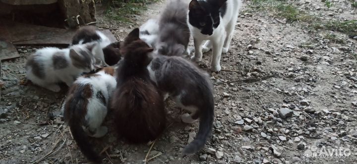 Котята отдам в хорошие руки