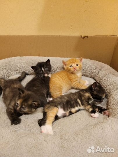 Котята месячные отдаем в дар бесплатно