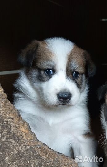 Щенок лайки бесплатно