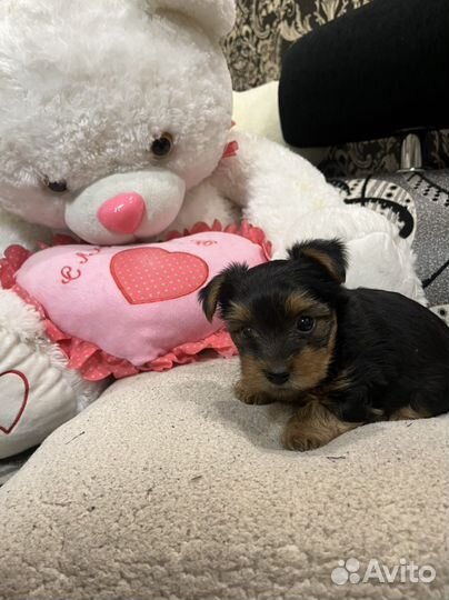 Йоркширский терьер