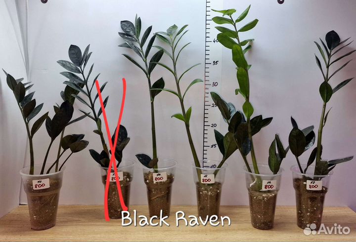 Замиокулькас черный равен (Black Raven)